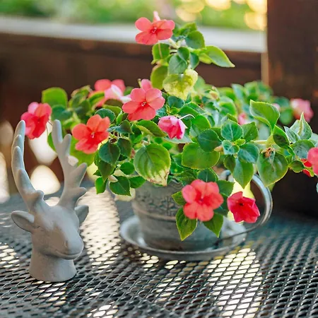 Schwarzwald Buchenhof בית נופש *